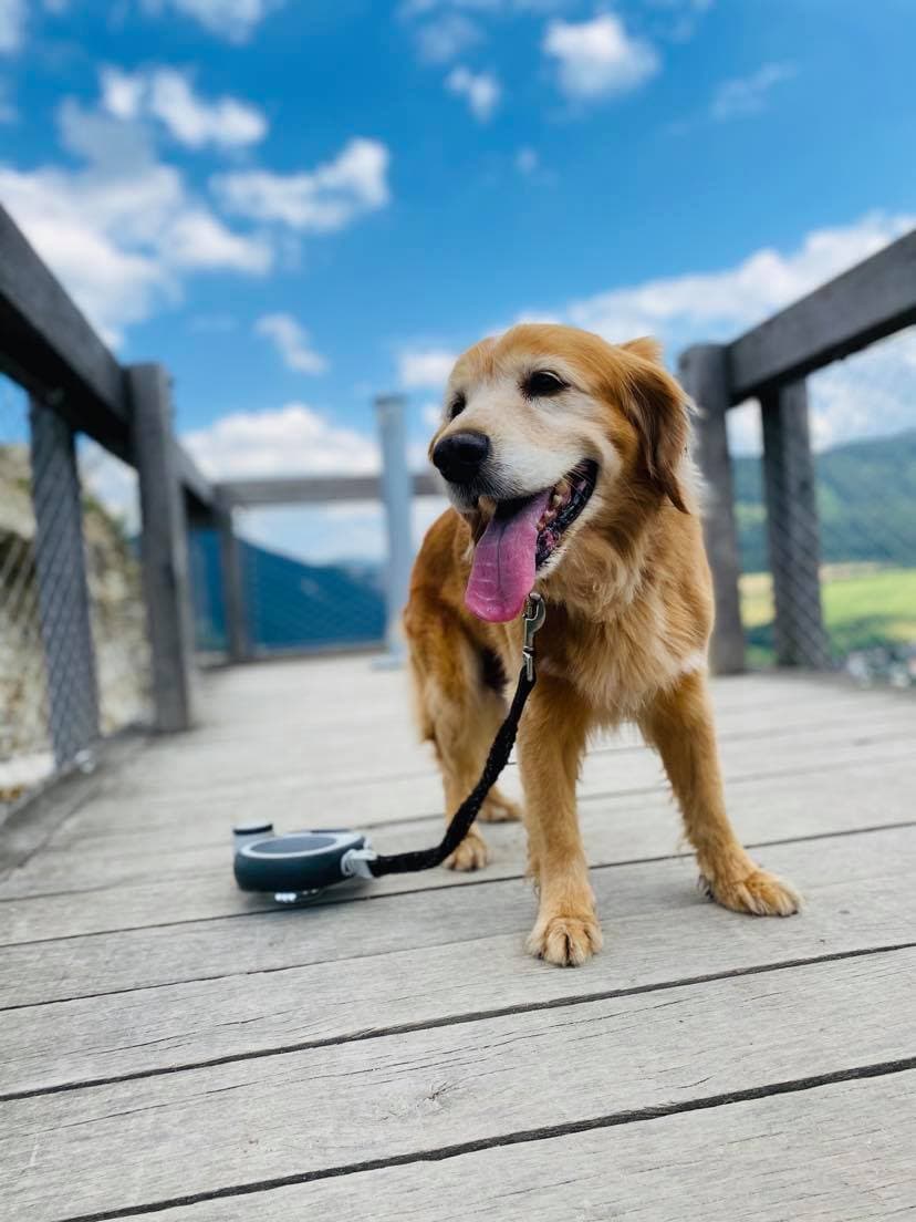 Výcvik a prevýchova